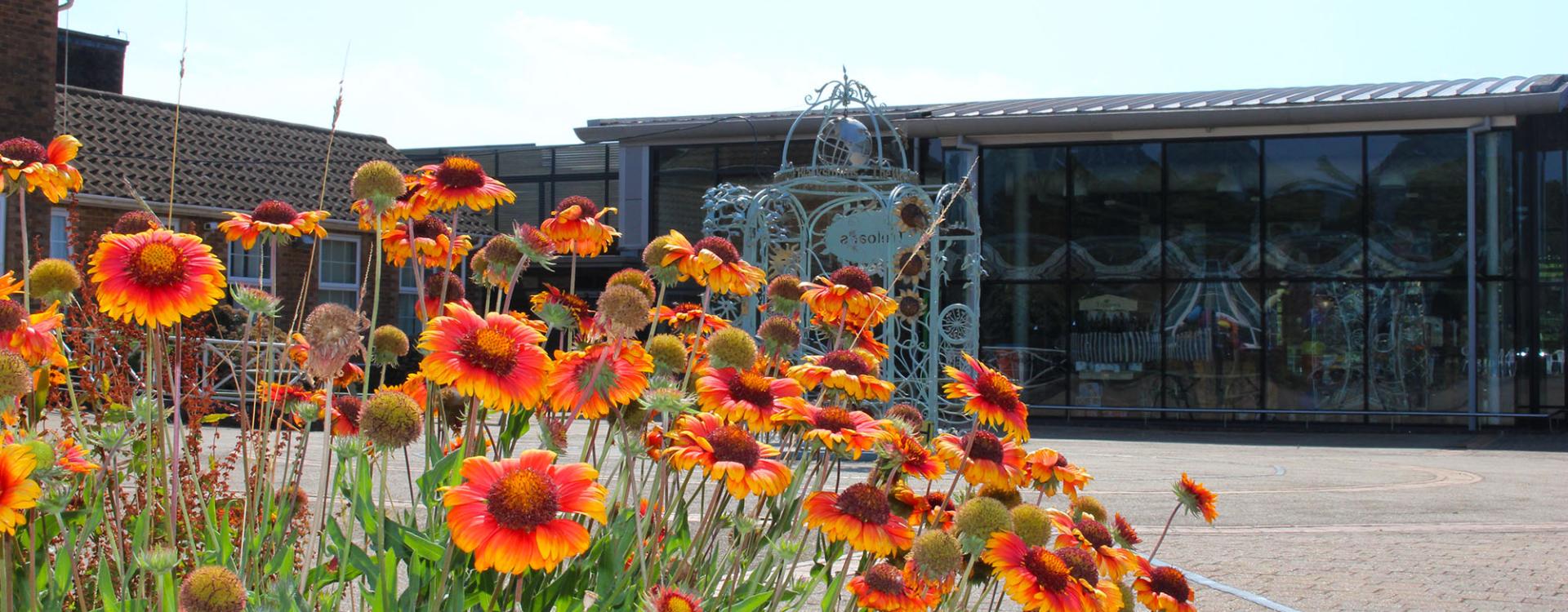 Bright orange and red flowers bloom in front of a modern glass building under a clear sky.