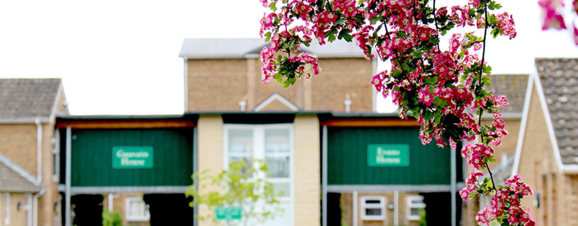 Close-up of pink blossoms hanging in front of a residential building with green signs.