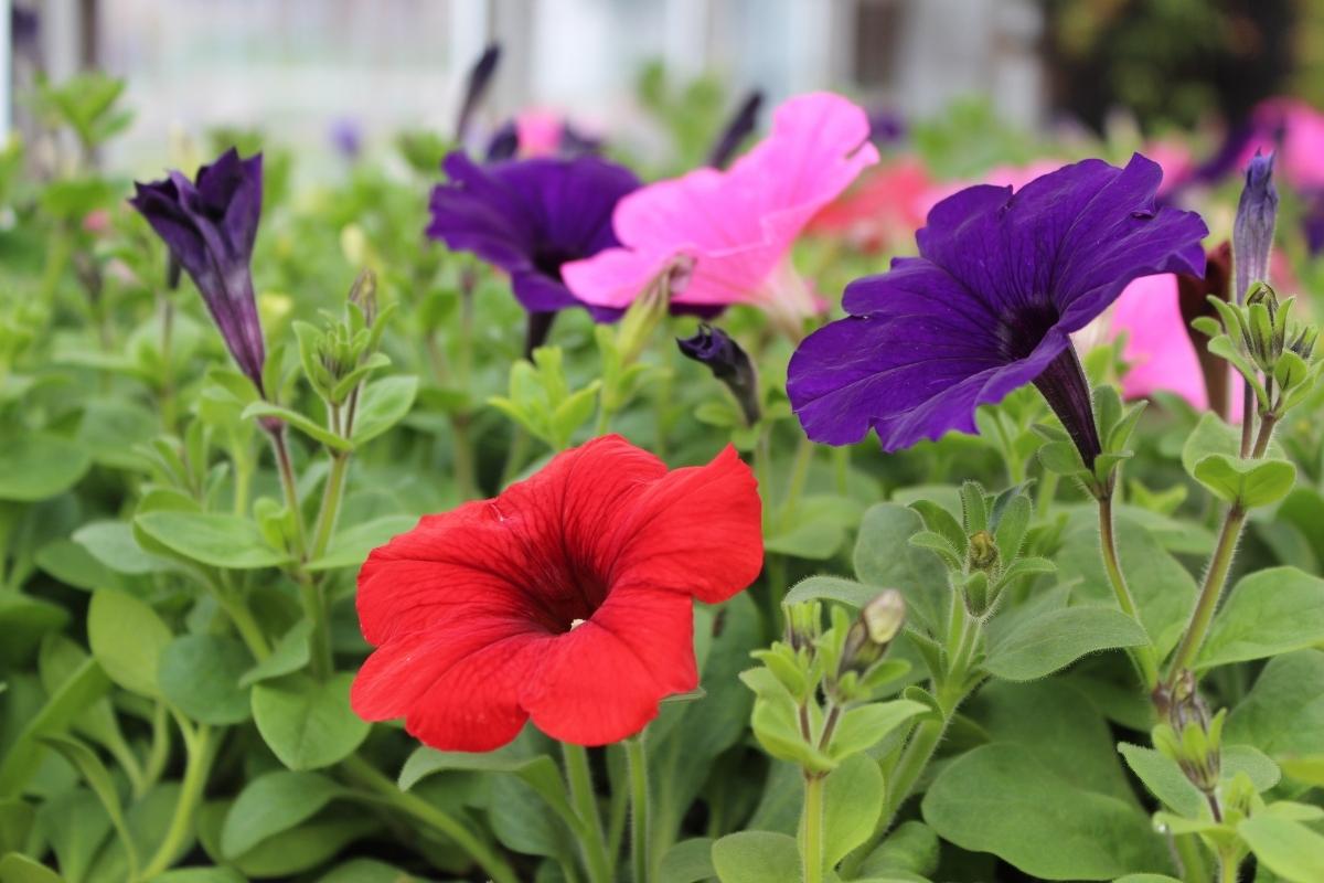 Red, purple and pink Petunias surrounded by green leaves
