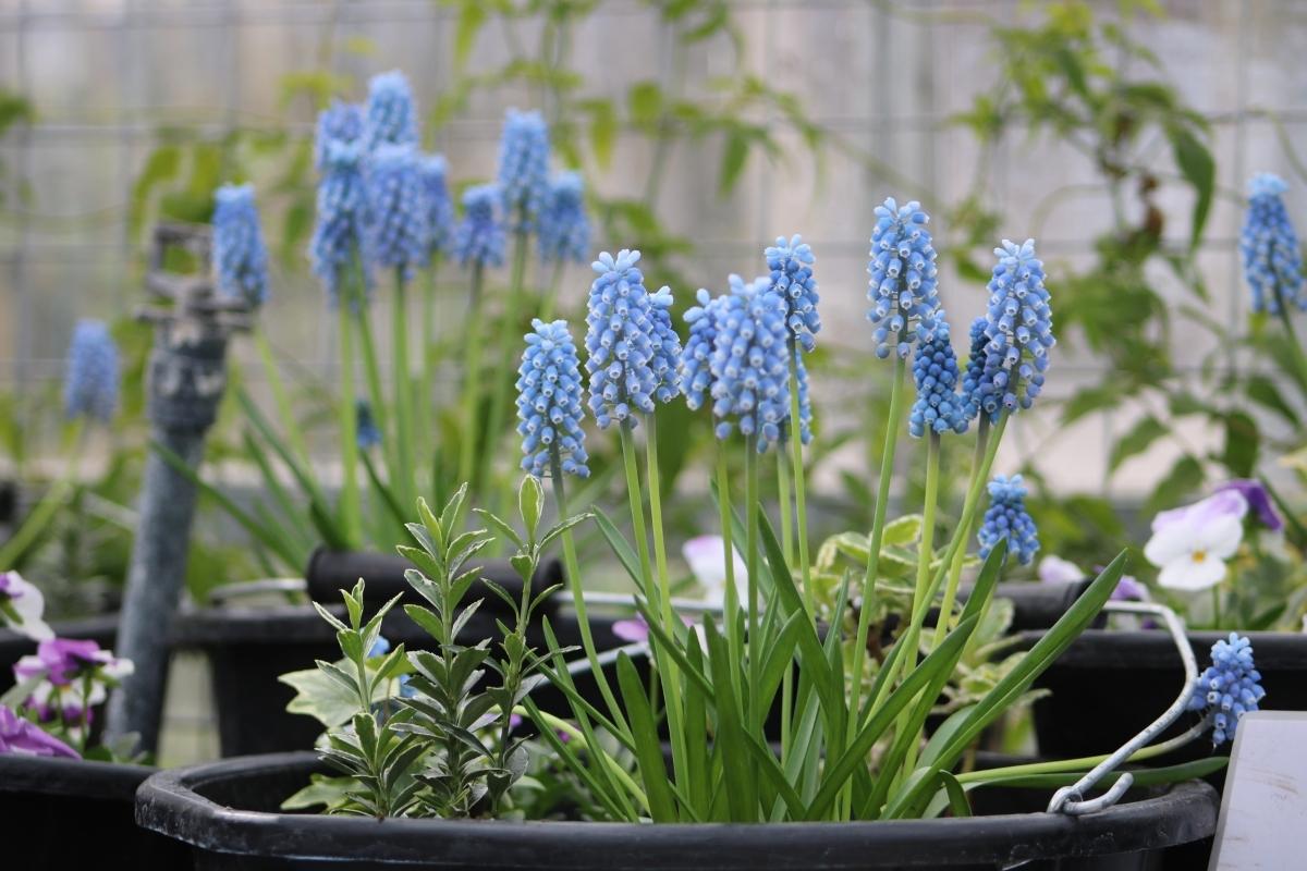 A black plant pot with a cluster of bluebell plants