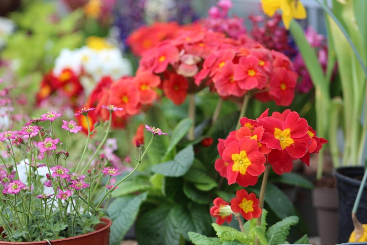 Red petunias with yellow centres and a plant pot with small pink flowers