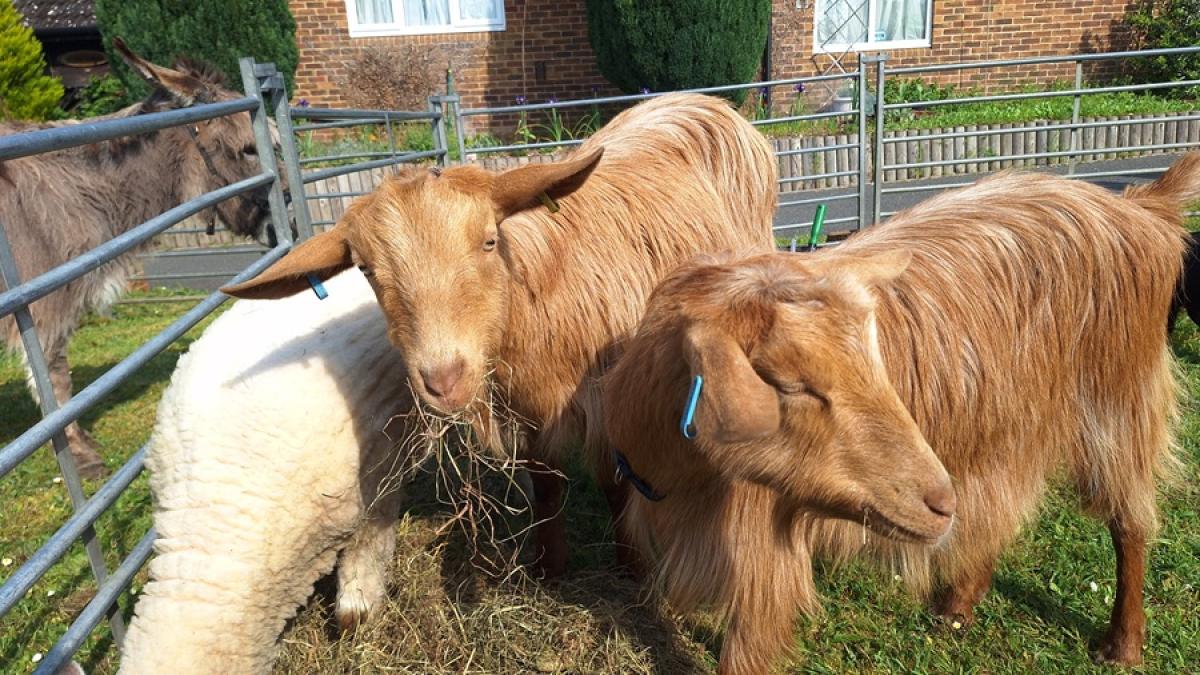 Two brown goats with long fur eating hay inside a fenced grassy area near a brick building.