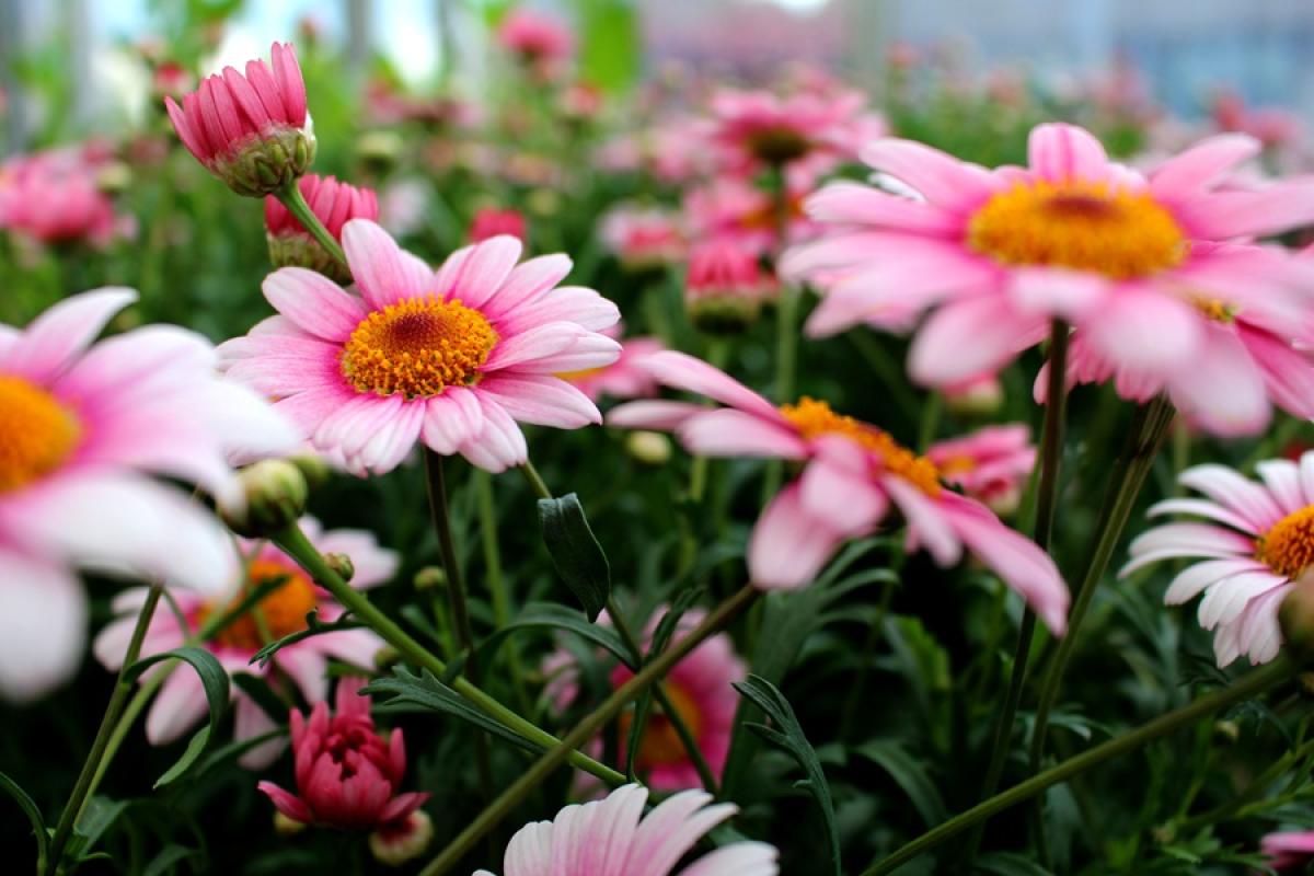 Close-up of vibrant pink daisies with yellow centers blooming in a lush green garden under soft natural light.