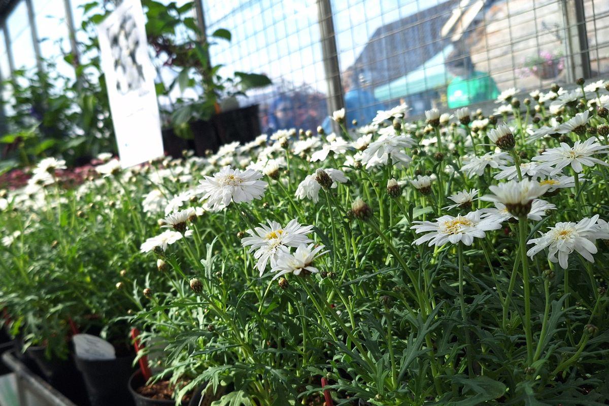 White flowers with spindly green leaves