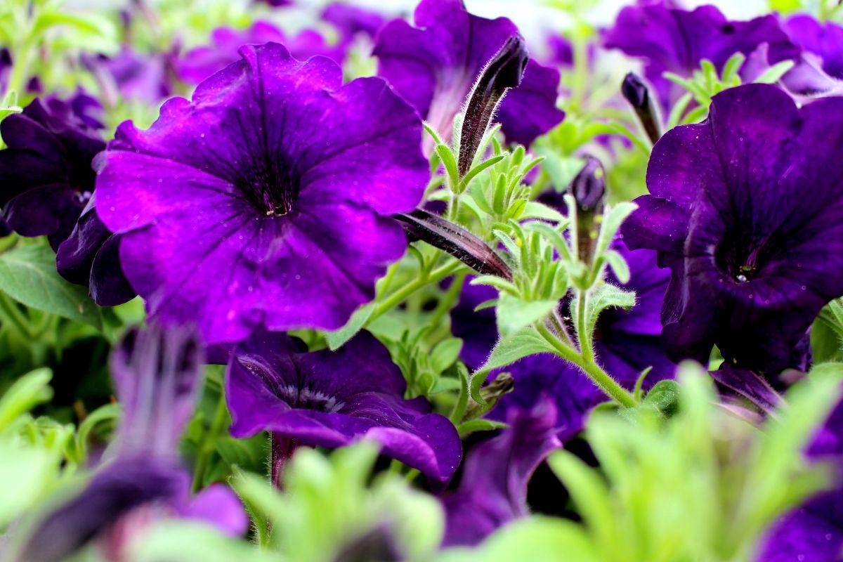 Purple petunias 