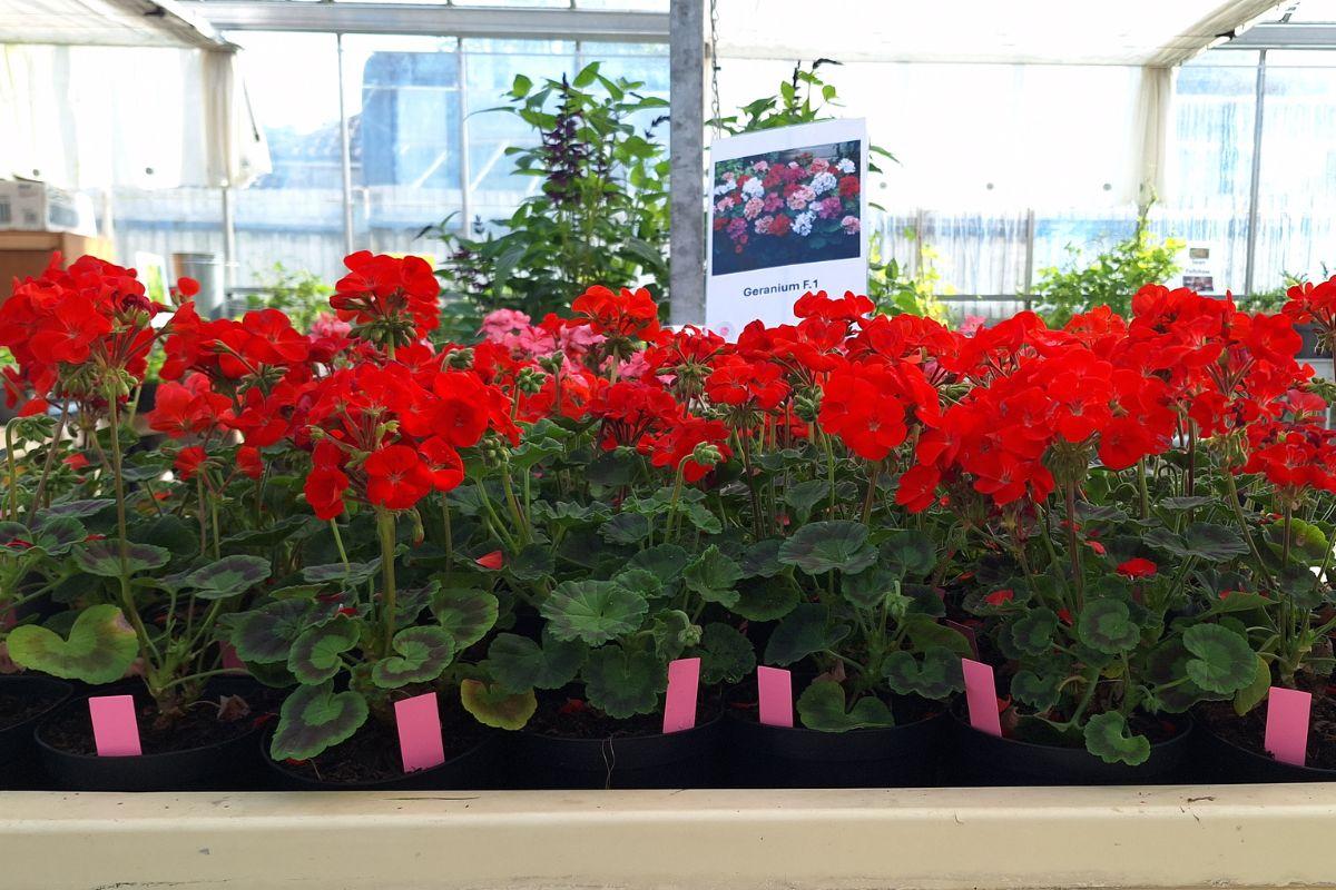 Red begonias in a row