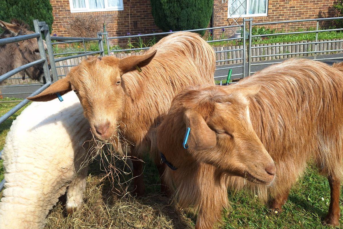 Brown goats and a white sheep