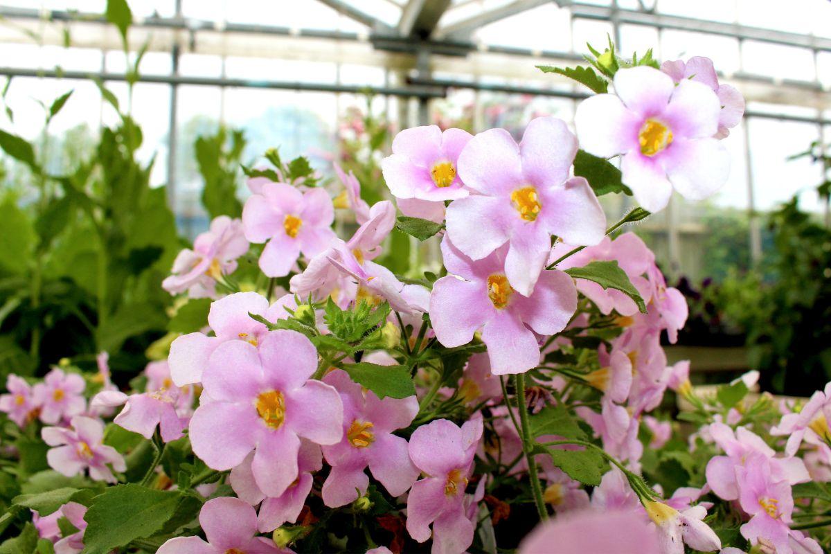 Pink flowers with five petals and orange centres