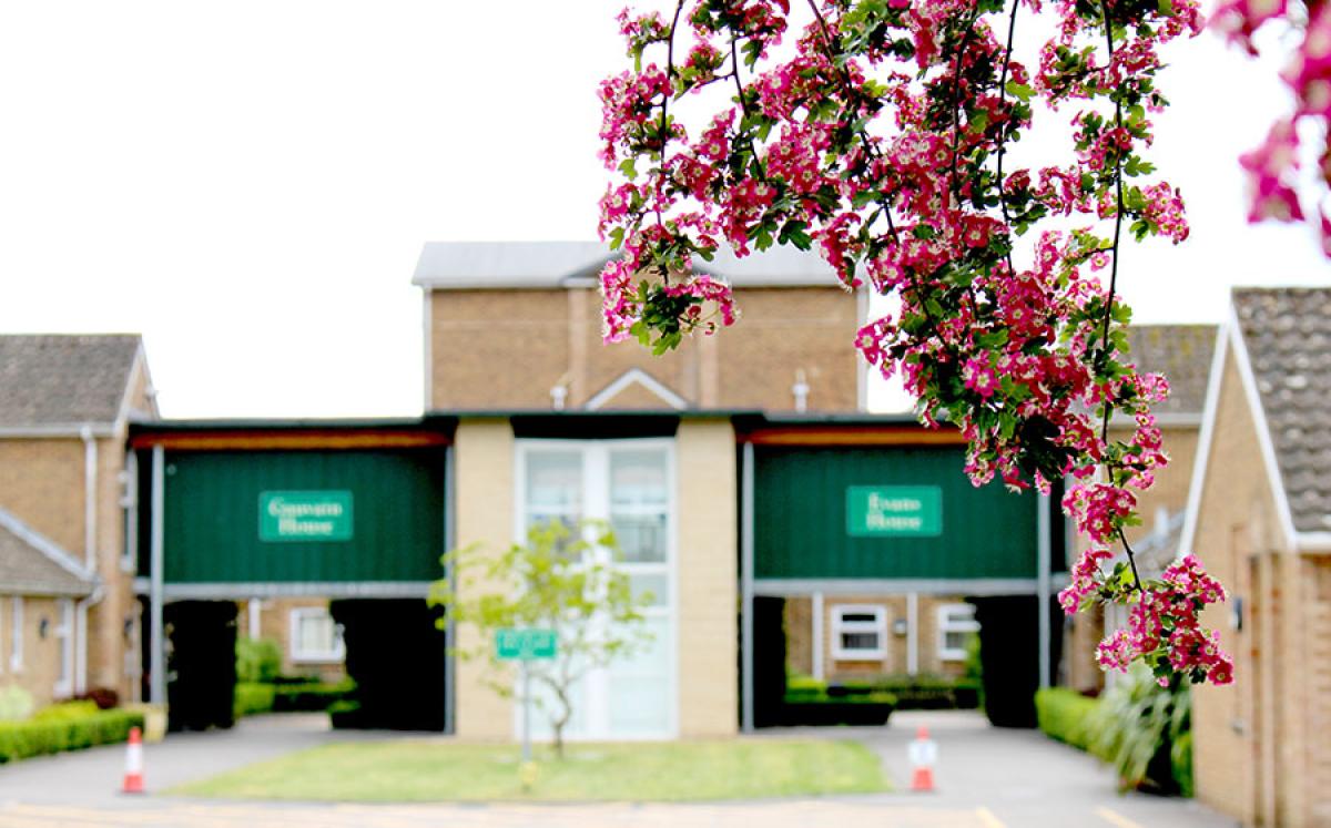 Close-up of pink blossoms hanging in front of a residential building with green signs.