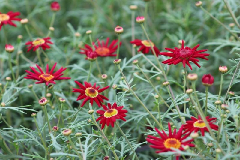 Red delicate flowers