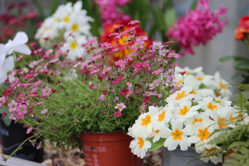 White flowers with yellow centres, small pink flowers and leaves in plant pots in a row