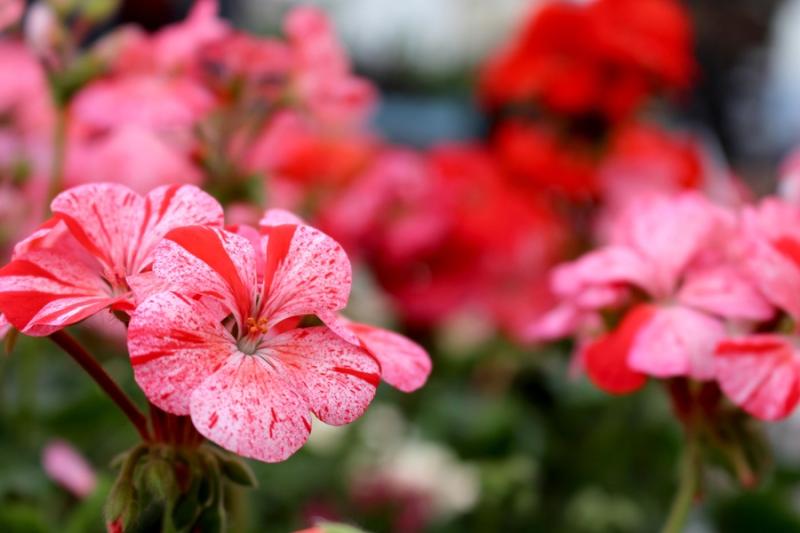 Close-up of vibrant pink and red geranium flowers with delicate speckled petals in a garden setting.
