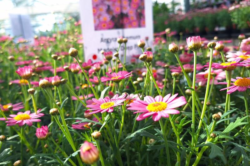 Pink daisy flowers amongst leaves in the Outdoor Learning Centre