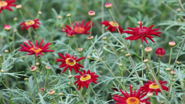 Red delicate flowers