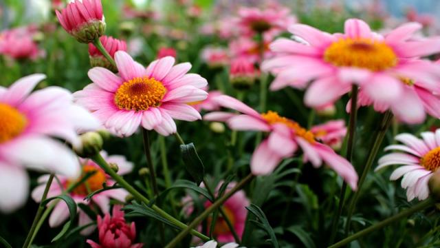 Close-up of vibrant pink daisies with yellow centers blooming in a lush green garden under soft natural light.