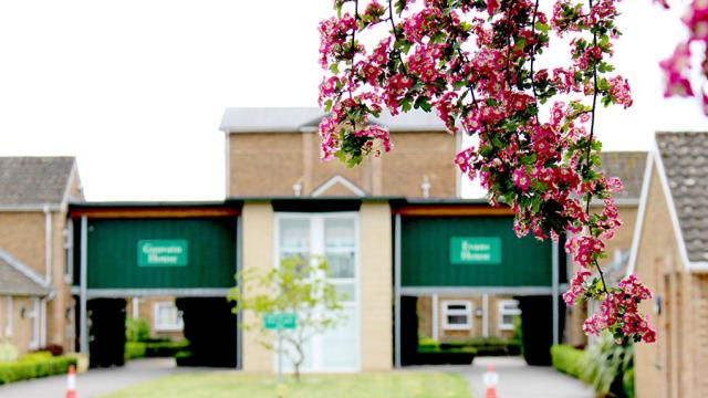 Close-up of pink blossoms hanging in front of a residential building with green signs.