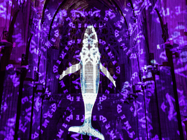 Luxmuralis projection of whale on purple background.
