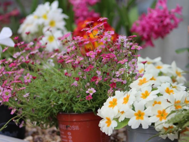 White flowers with yellow centres, small pink flowers and leaves in plant pots in a row