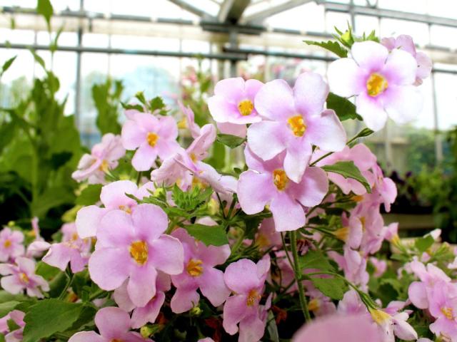 Pink flowers with five petals and orange centres