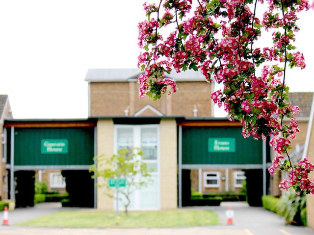 Close-up of pink blossoms hanging in front of a residential building with green signs.