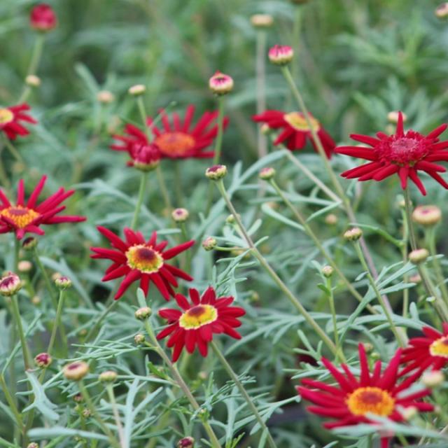 Red delicate flowers