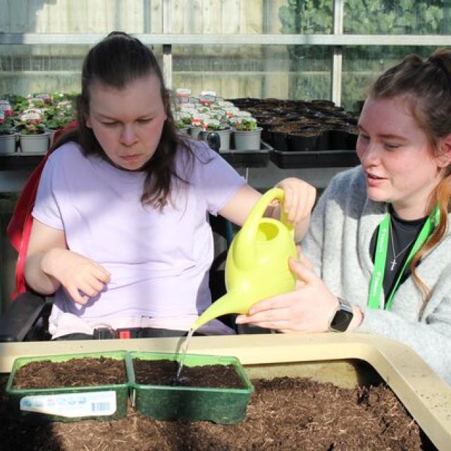 Treloar's student in a greenhouse watering seedlings in small green trays filled with soil on a gardening table. Her support assistant is helping her hold the yellow watering can.