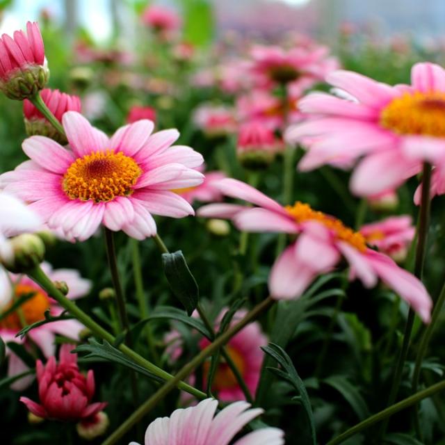 Close-up of vibrant pink daisies with yellow centers blooming in a lush green garden under soft natural light.