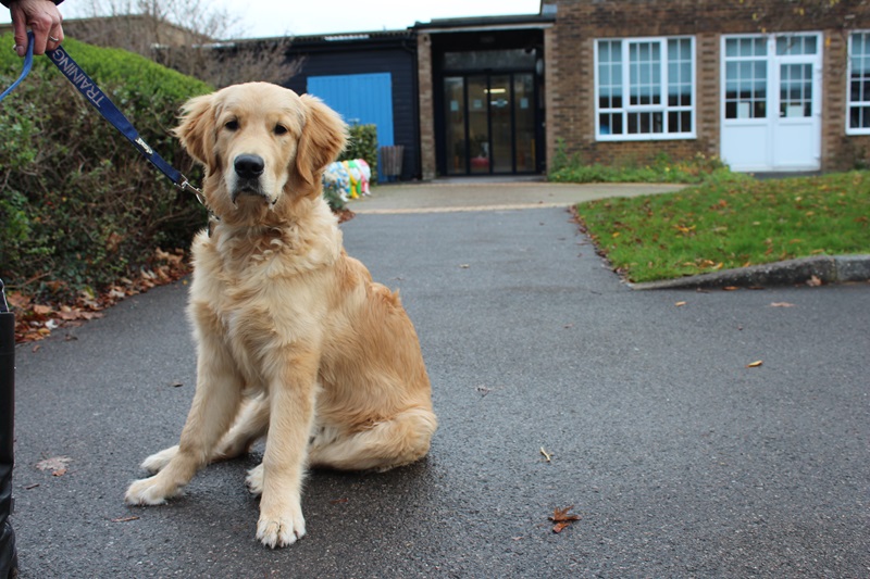 Stanley, the therapy dog, pictured outside Treloar's building.